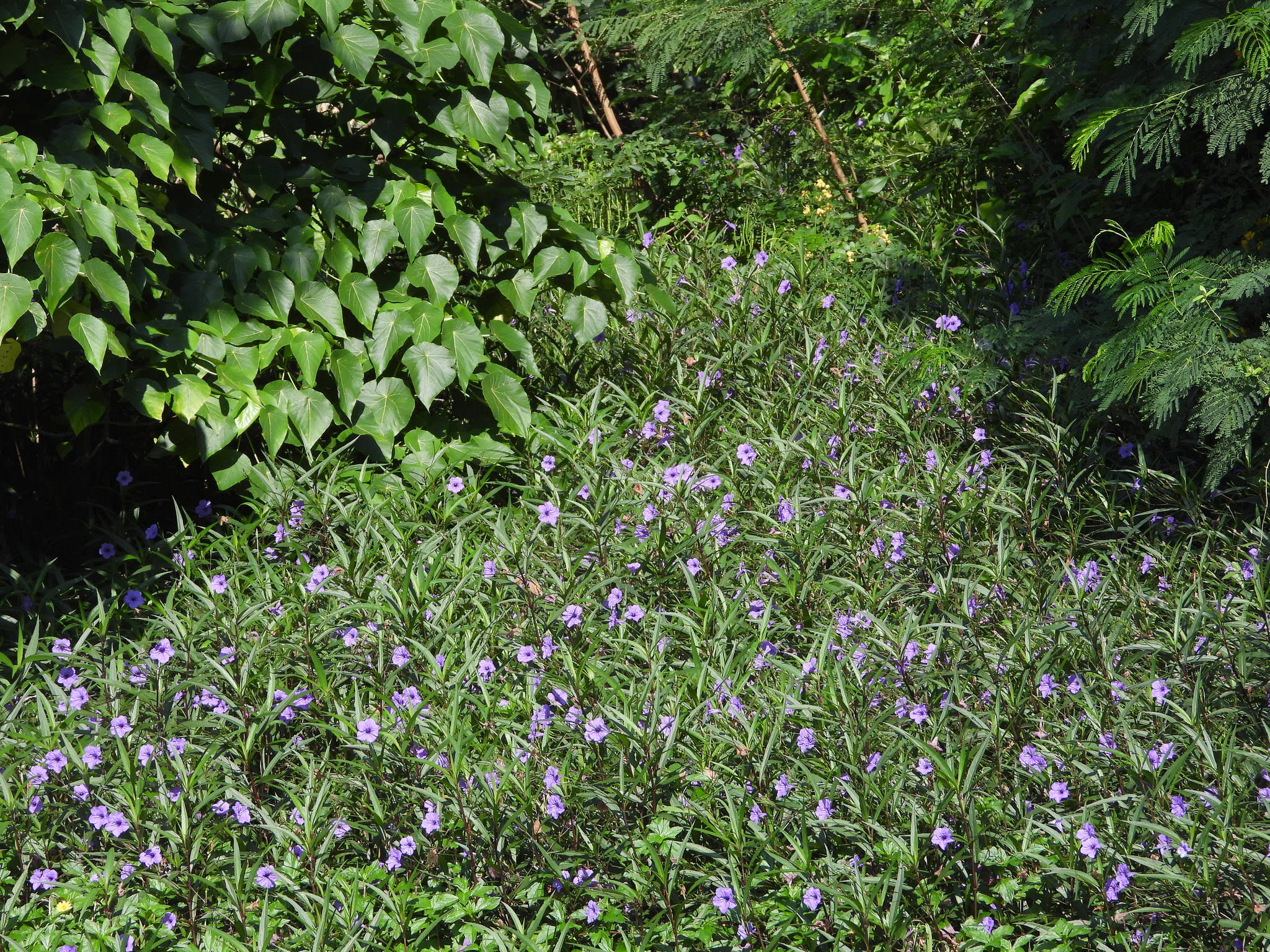 Ruellia brittoniana 'Compacta'